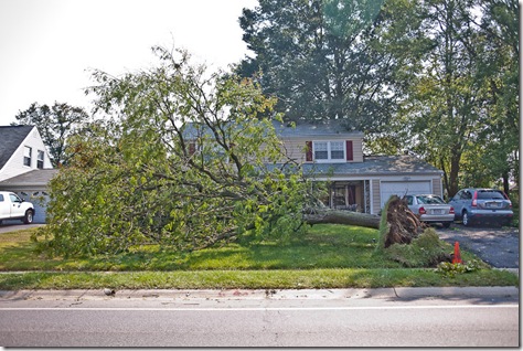 storm damage in Bowie MD, uprooted tree