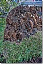 storm damage in Bowie MD, roots of uprooted tree