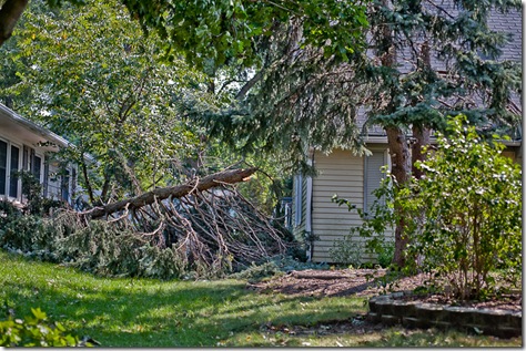 storm damage in Bowie MD, fallen tree limb