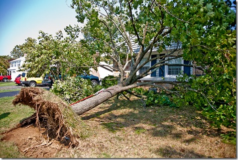 storm damage in Bowie MD, uprooted tree