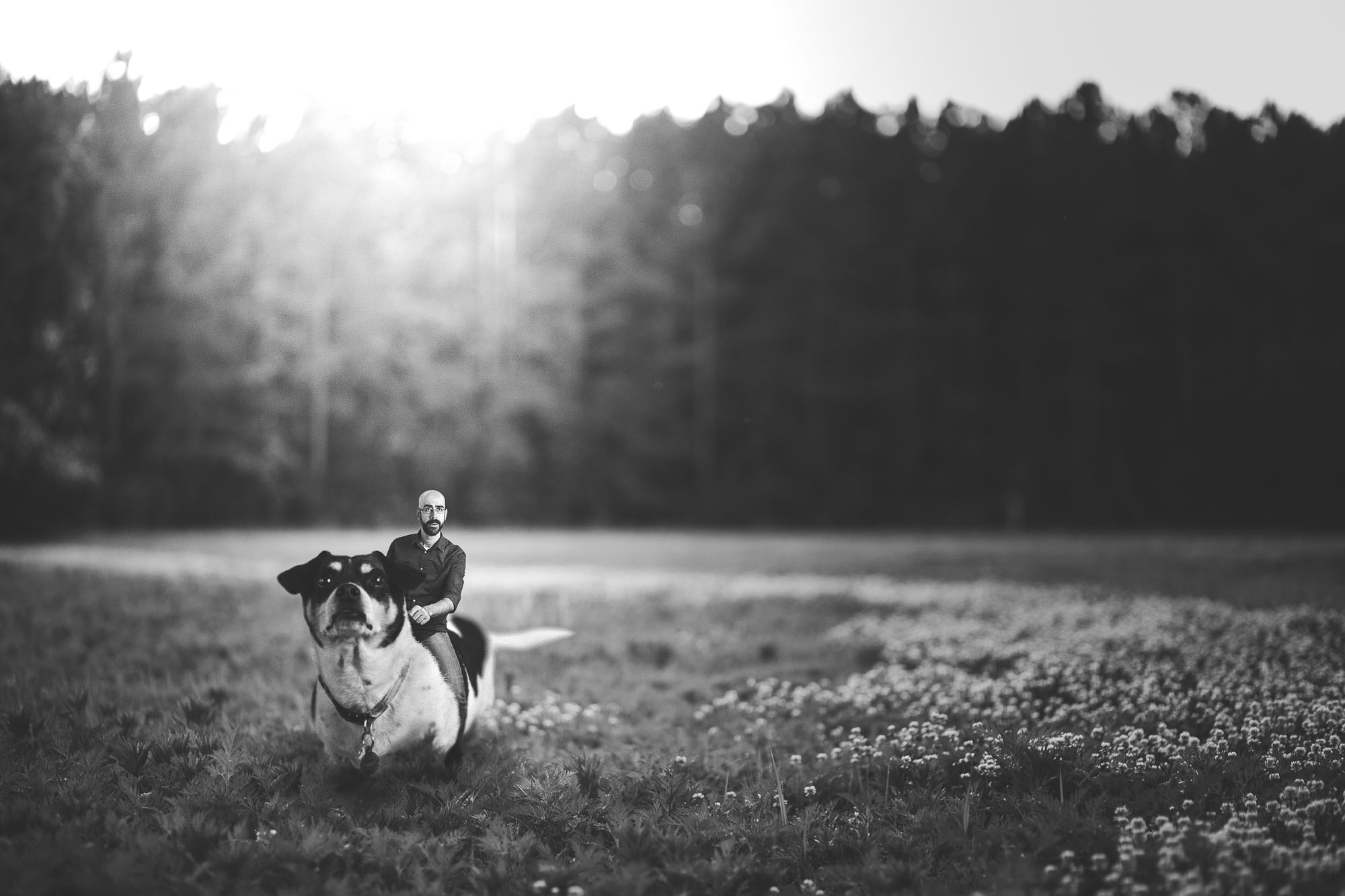 a-dog-back-ride-through-the-meadow-petruzzo