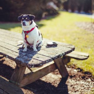 Dog sitting on picnic table