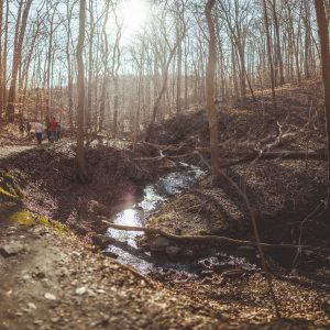 river running through the woods