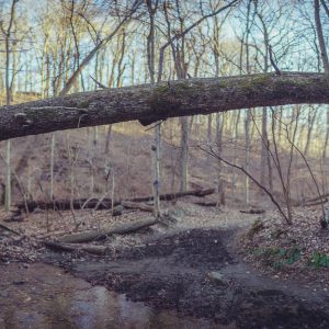 a fallen tree