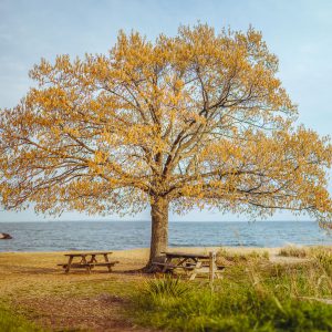 pretty tree on the beach in annapolis