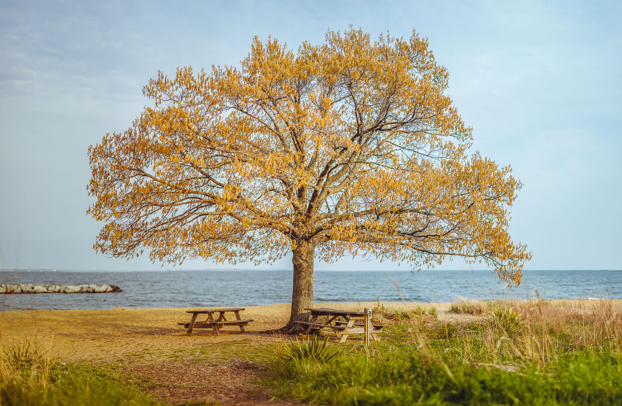 pretty tree on the beach in annapolis